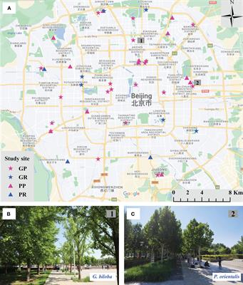 Responses of tree growth, leaf area and physiology to pavement in Ginkgo biloba and Platanus orientalis